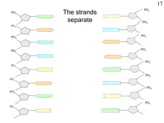 PO4
PO4
PO4
PO4
PO4
PO4
PO4
PO4
PO4
PO4
PO4
PO4
PO4
PO4
PO4
PO4
The strands
separate
17
 