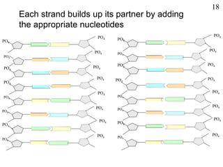 PO4
PO4
PO4
PO4
PO4
PO4
PO4
PO4
PO4
PO4
PO4
PO4
PO4
PO4
PO4
PO4
PO4
PO4
PO4
PO4
PO4
PO4
PO4
PO4
PO4
PO4
PO4
PO4
PO4
PO4
PO4
PO4
Each strand builds up its partner by adding
the appropriate nucleotides
18
 