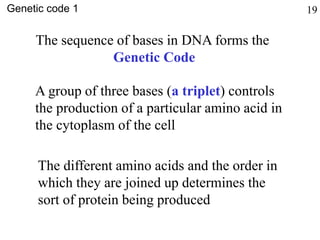 The sequence of bases in DNA forms the
Genetic Code
A group of three bases (a triplet) controls
the production of a particular amino acid in
the cytoplasm of the cell
The different amino acids and the order in
which they are joined up determines the
sort of protein being produced
Genetic code 1 19
 