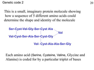 Ser-Cyst-Val-Gly-Ser-Cyst Ala
Val
Val-Cyst-Ser-Ala-Ser-Cyst-Gly
Val- Cyst-Ala-Ala-Ser-Gly
This is a small, imaginary protein molecule showing
how a sequence of 5 different amino acids could
determine the shape and identity of the molecule
Each amino acid (Serine, Cysteine, Valine, Glycine and
Alanine) is coded for by a particular triplet of bases
Genetic code 2 20
 