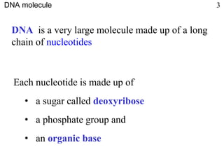 DNA is a very large molecule made up of a long
chain of nucleotides
Each nucleotide is made up of
• a sugar called deoxyribose
• a phosphate group and
• an organic base
DNA molecule 3
 