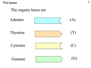 The organic bases are
Adenine (A)
Thymine (T)
Cytosine (C)
Guanine (G)
The bases 5
 