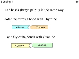 The bases always pair up in the same way
Adenine forms a bond with Thymine
and Cytosine bonds with Guanine
Bonding 1 10
Adenine Thymine
Cytosine Guanine
 