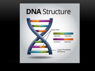 DNA STRUCTURE.pptx