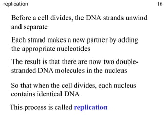 Before a cell divides, the DNA strands unwind
and separate
Each strand makes a new partner by adding
the appropriate nucleotides
The result is that there are now two double-
stranded DNA molecules in the nucleus
So that when the cell divides, each nucleus
contains identical DNA
This process is called replication
replication 16
 