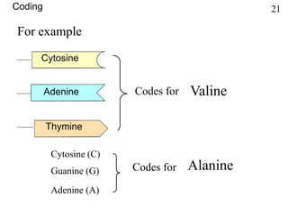 For example
Cytosine
Adenine Codes for Valine
Cytosine (C)
Guanine (G)
Adenine (A)
Codes for Alanine
Thymine
Coding 21
 