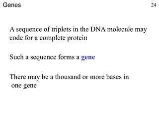 A sequence of triplets in the DNA molecule may
code for a complete protein
Such a sequence forms a gene
There may be a thousand or more bases in
one gene
Genes 24
 
