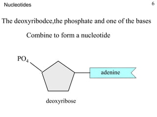 The deoxyribodce,the phosphate and one of the bases
adenine
deoxyribose
PO4
Combine to form a nucleotide
Nucleotides 6
 
