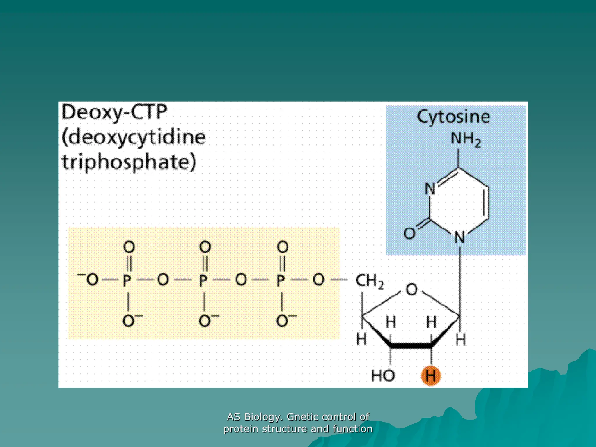 AS Biology. Gnetic control of
protein structure and function
 