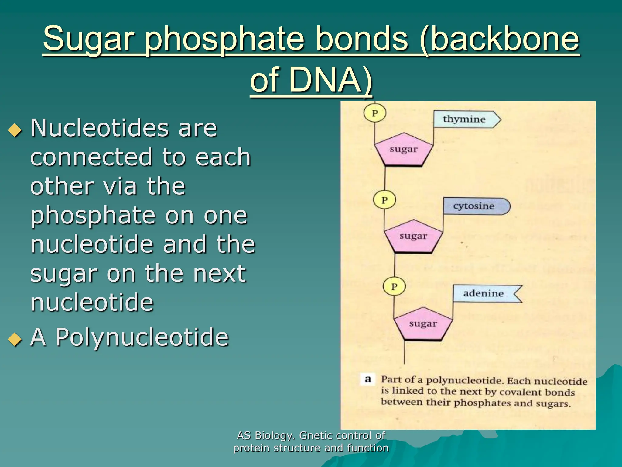 AS Biology. Gnetic control of
protein structure and function
Sugar phosphate bonds (backbone
of DNA)
 Nucleotides are
connected to each
other via the
phosphate on one
nucleotide and the
sugar on the next
nucleotide
 A Polynucleotide
 