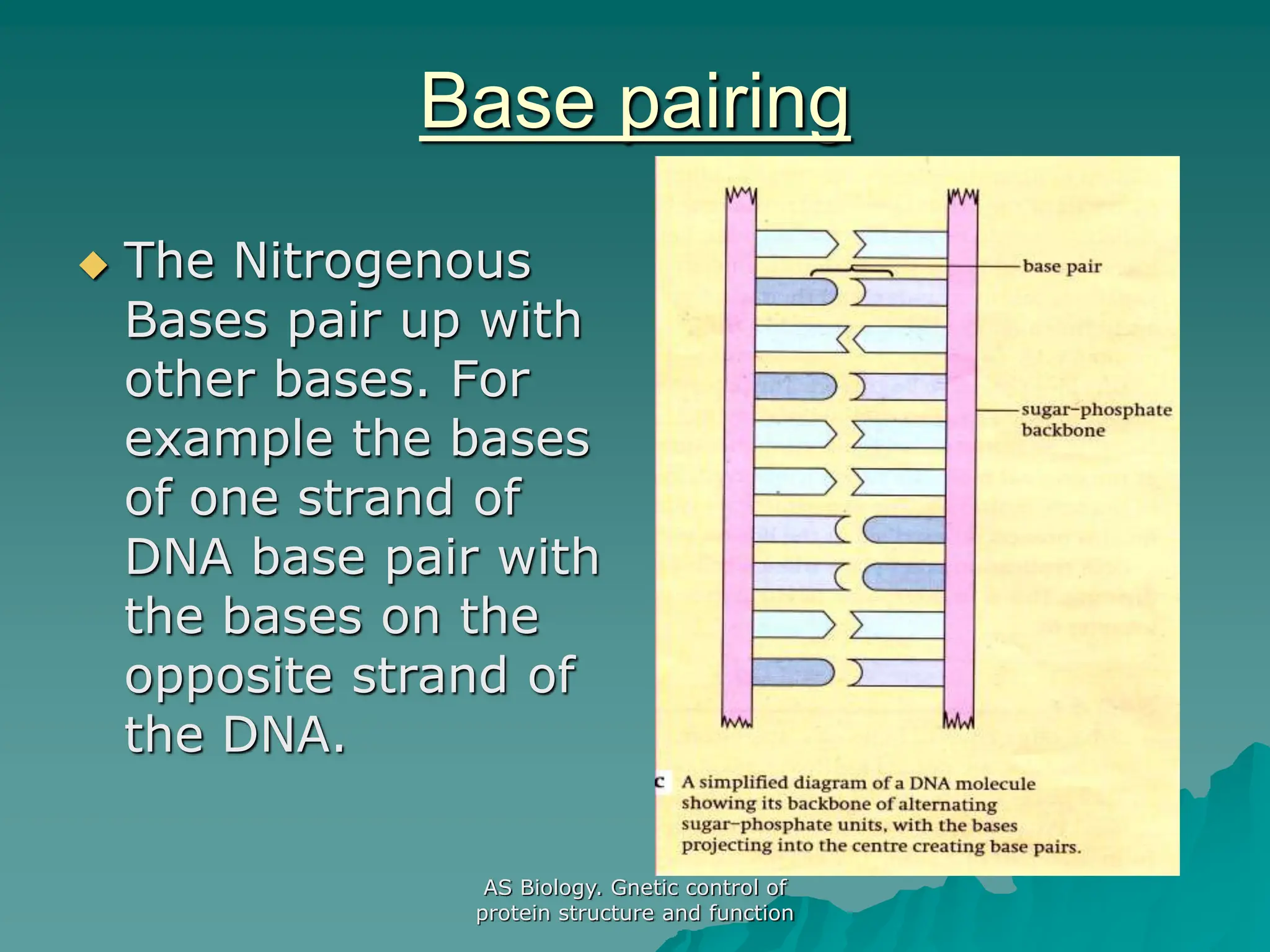 AS Biology. Gnetic control of
protein structure and function
Base pairing
 The Nitrogenous
Bases pair up with
other bases. For
example the bases
of one strand of
DNA base pair with
the bases on the
opposite strand of
the DNA.
 