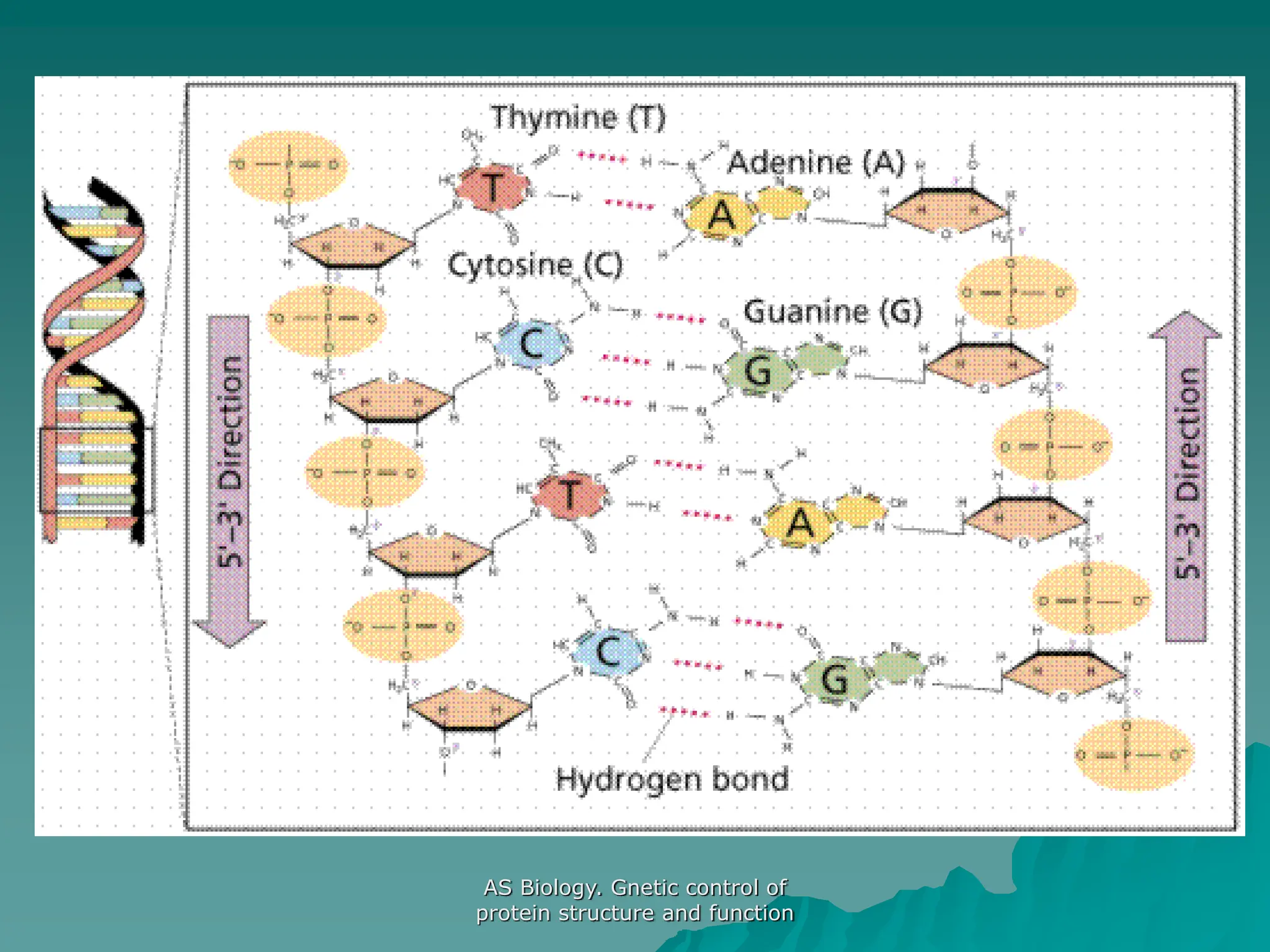 AS Biology. Gnetic control of
protein structure and function
 