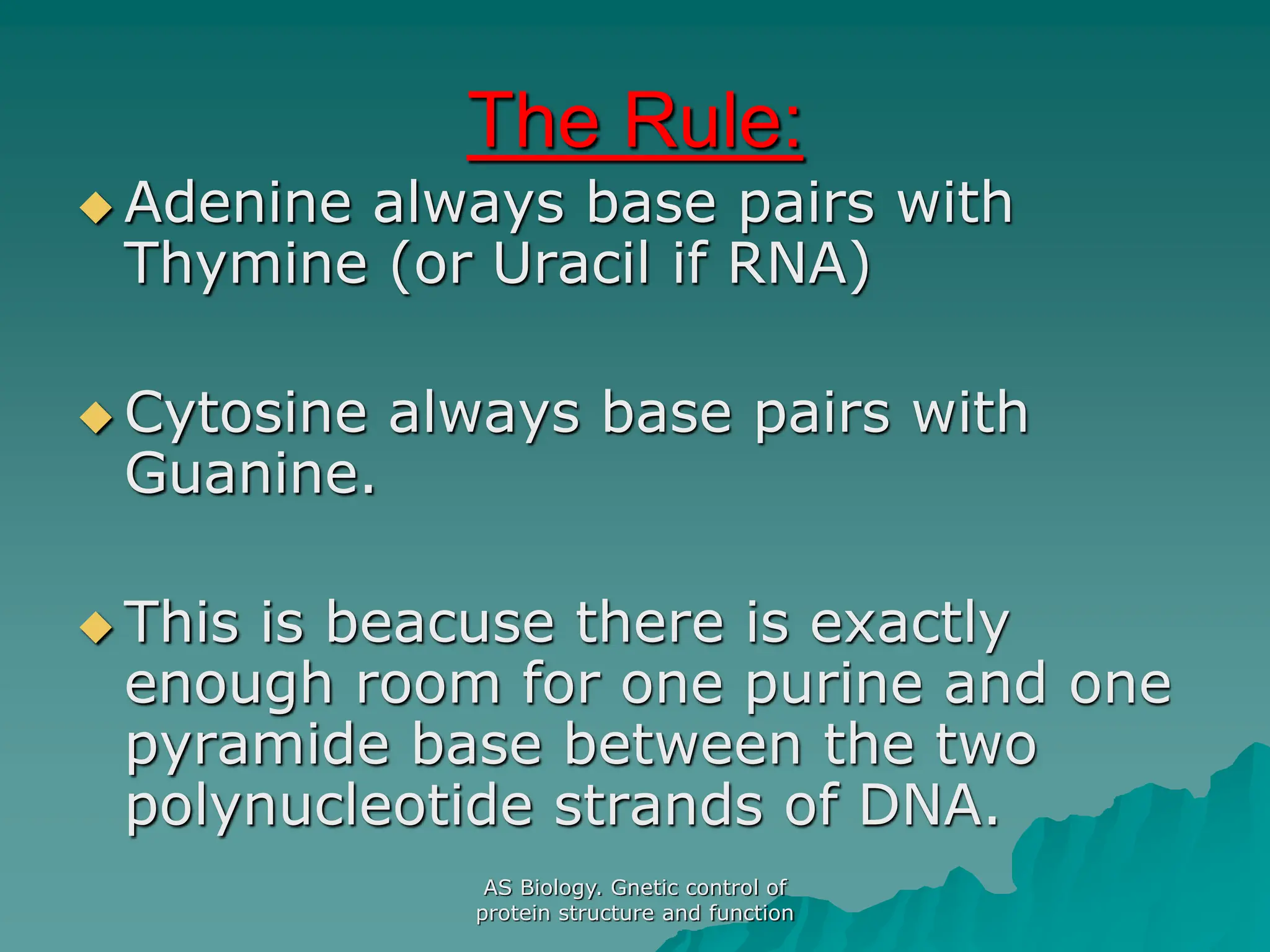 AS Biology. Gnetic control of
protein structure and function
The Rule:
 Adenine always base pairs with
Thymine (or Uracil if RNA)
 Cytosine always base pairs with
Guanine.
 This is beacuse there is exactly
enough room for one purine and one
pyramide base between the two
polynucleotide strands of DNA.
 