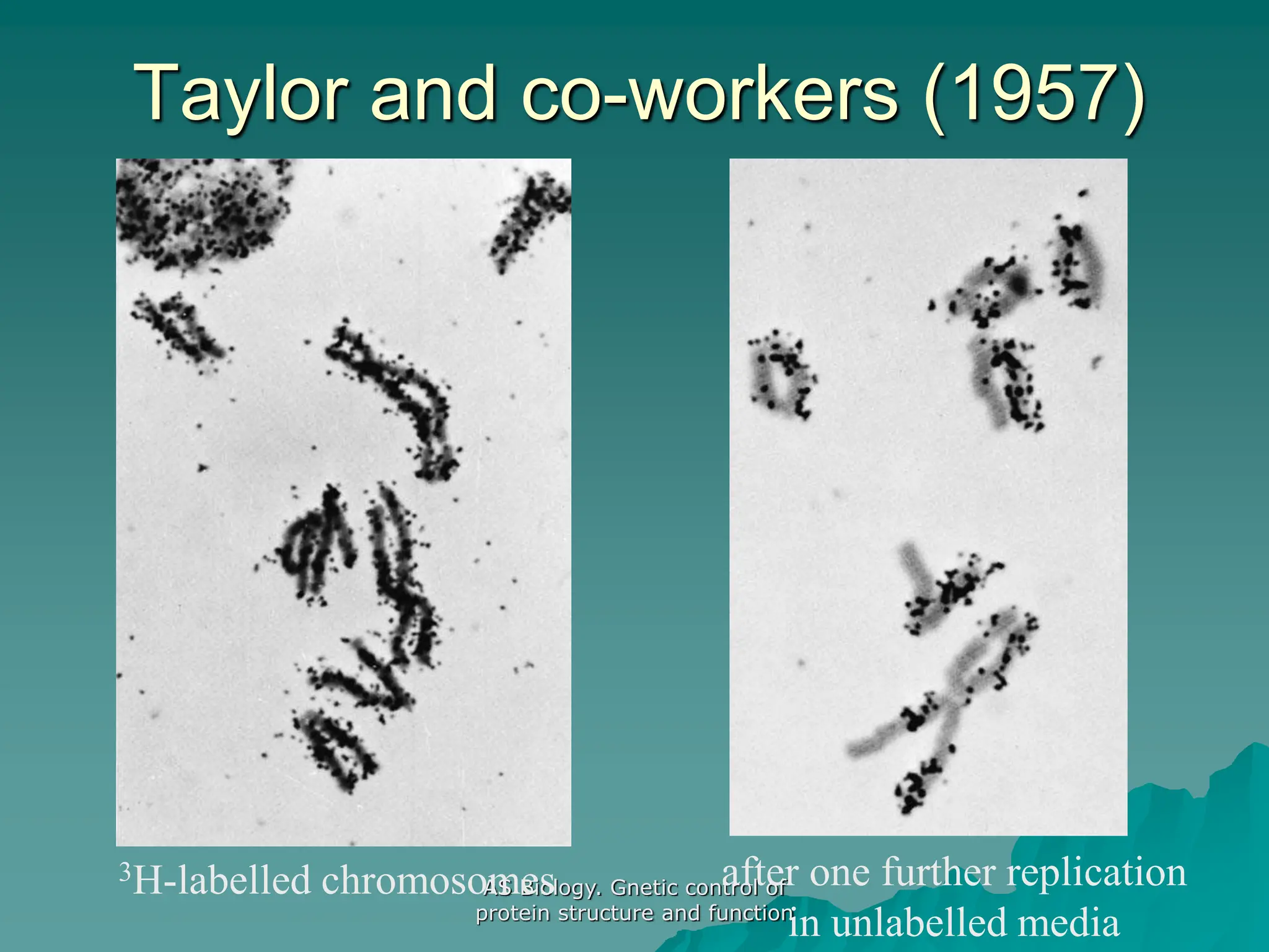 AS Biology. Gnetic control of
protein structure and function
Taylor and co-workers (1957)
3H-labelled chromosomes after one further replication
in unlabelled media
 