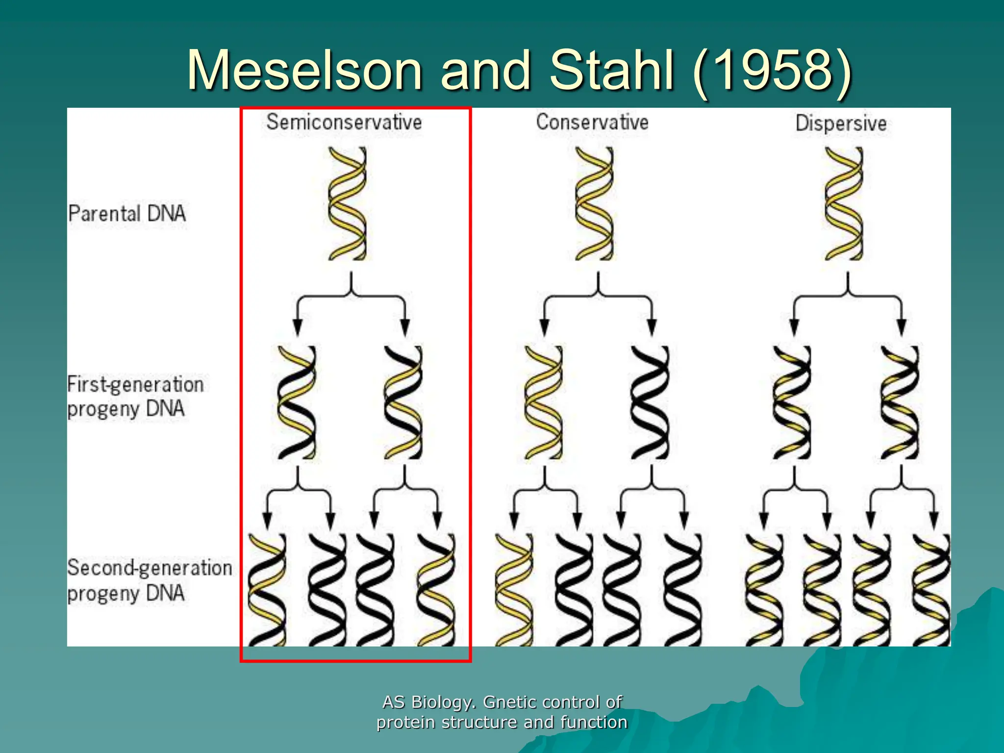 AS Biology. Gnetic control of
protein structure and function
Meselson and Stahl (1958)
 