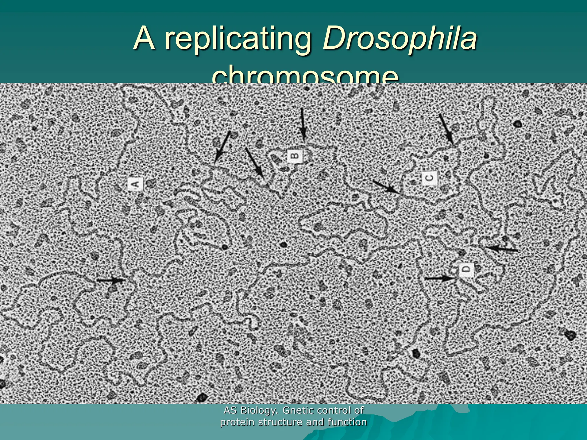 AS Biology. Gnetic control of
protein structure and function
A replicating Drosophila
chromosome
 
