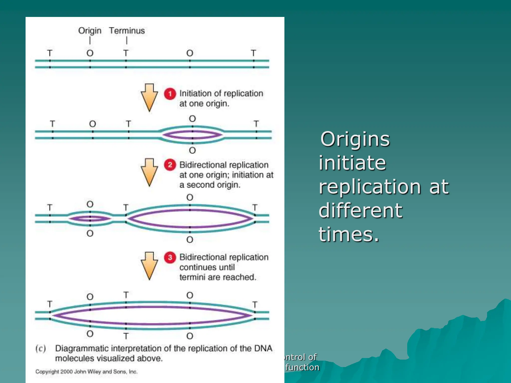 AS Biology. Gnetic control of
protein structure and function
Origins
initiate
replication at
different
times.
 