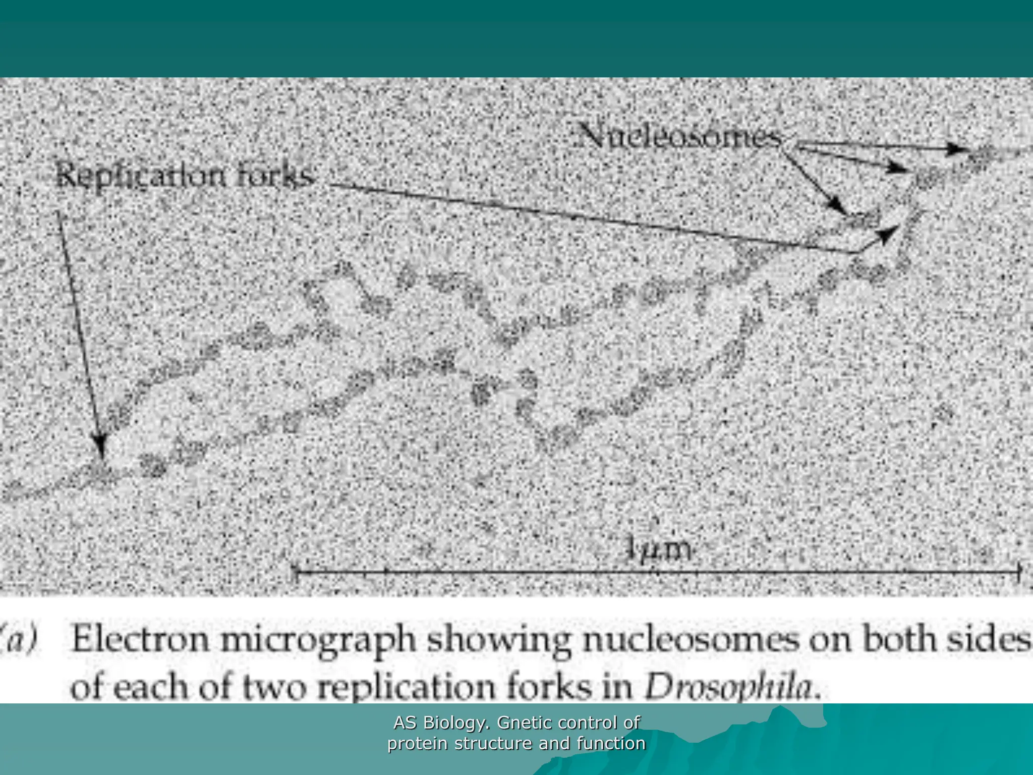 AS Biology. Gnetic control of
protein structure and function
 