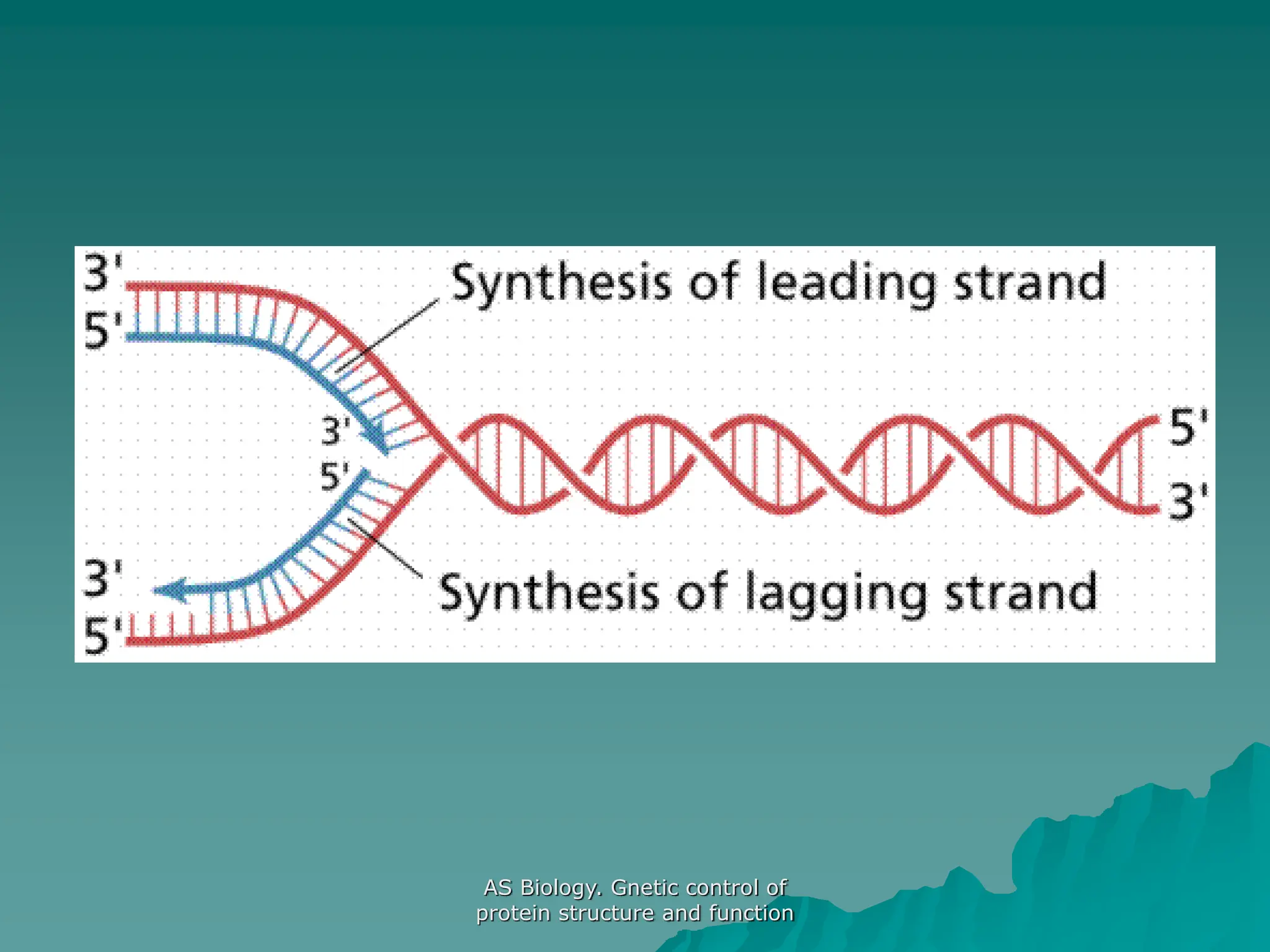 AS Biology. Gnetic control of
protein structure and function
 