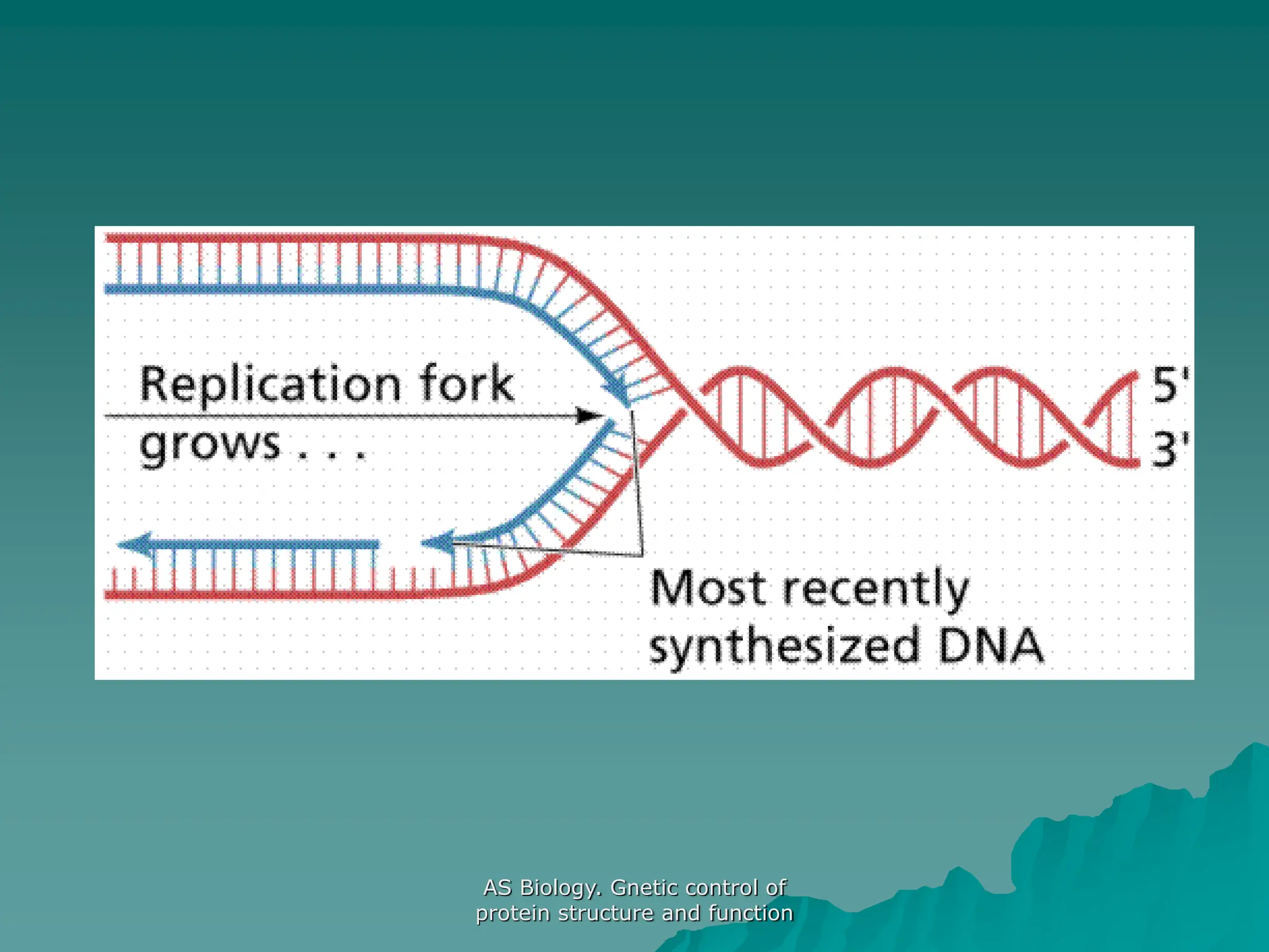 AS Biology. Gnetic control of
protein structure and function
 