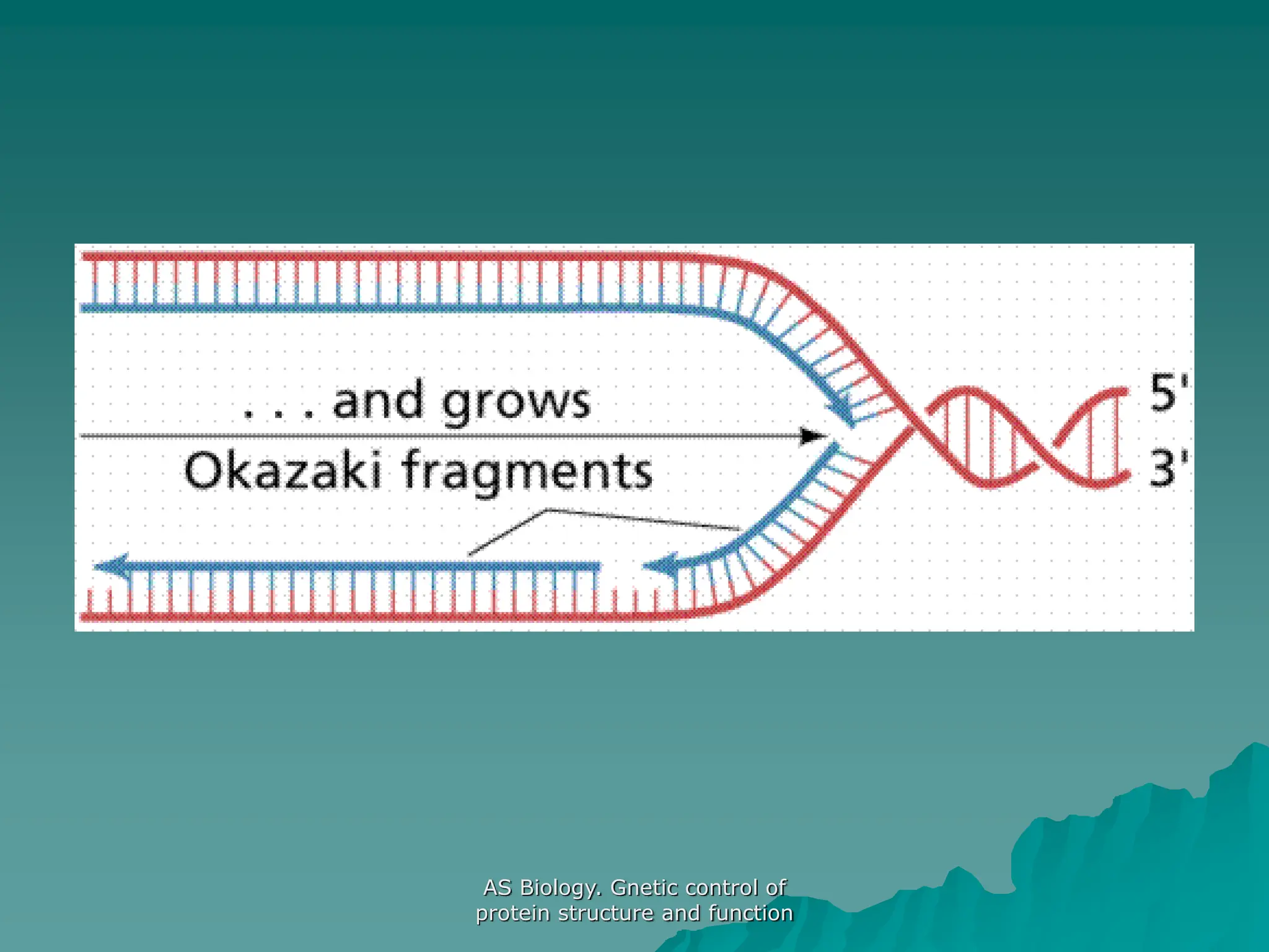 AS Biology. Gnetic control of
protein structure and function
 