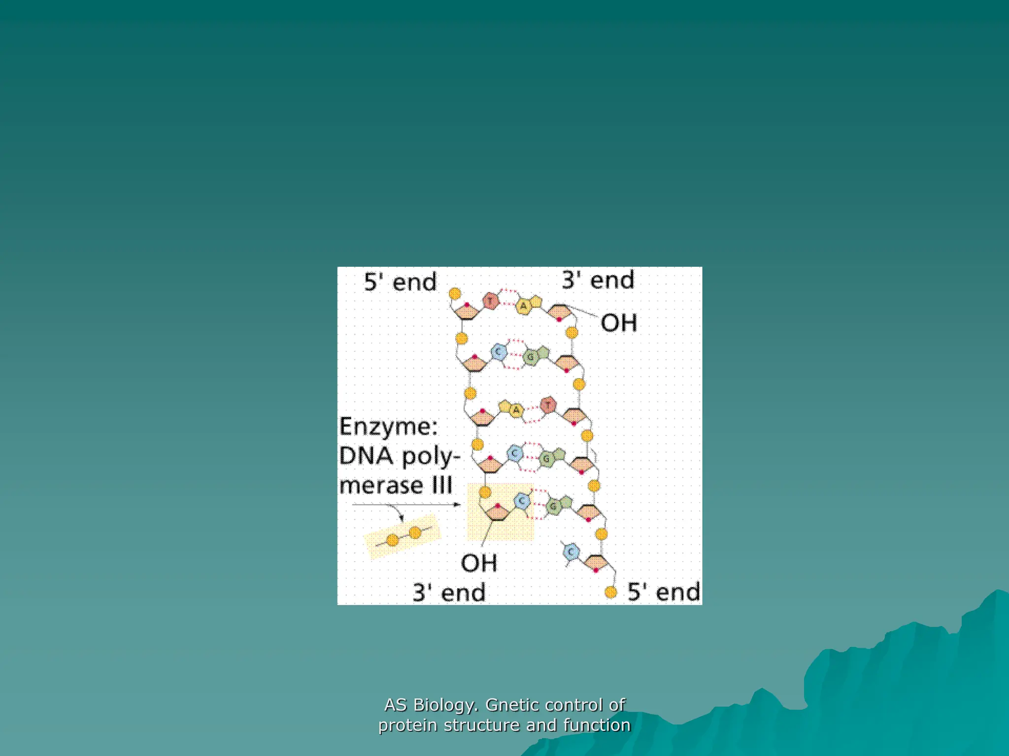 AS Biology. Gnetic control of
protein structure and function
 