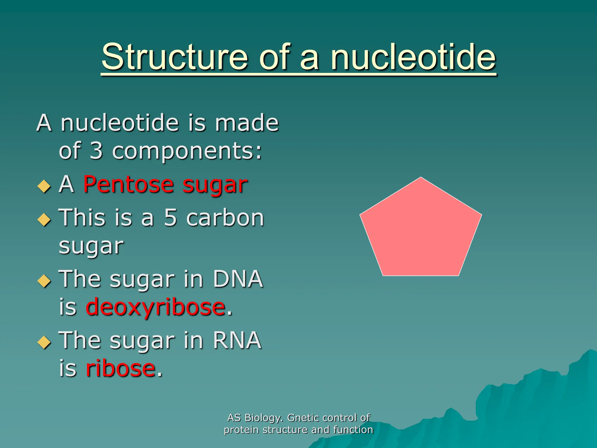 AS Biology. Gnetic control of
protein structure and function
Structure of a nucleotide
A nucleotide is made
of 3 components:
 A Pentose sugar
 This is a 5 carbon
sugar
 The sugar in DNA
is deoxyribose.
 The sugar in RNA
is ribose.
 