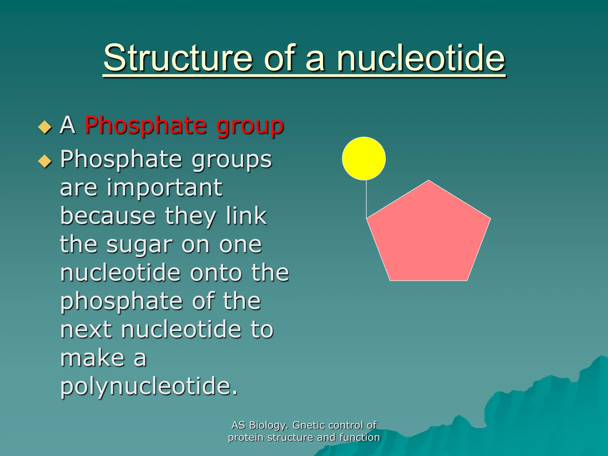 AS Biology. Gnetic control of
protein structure and function
Structure of a nucleotide
 A Phosphate group
 Phosphate groups
are important
because they link
the sugar on one
nucleotide onto the
phosphate of the
next nucleotide to
make a
polynucleotide.
 