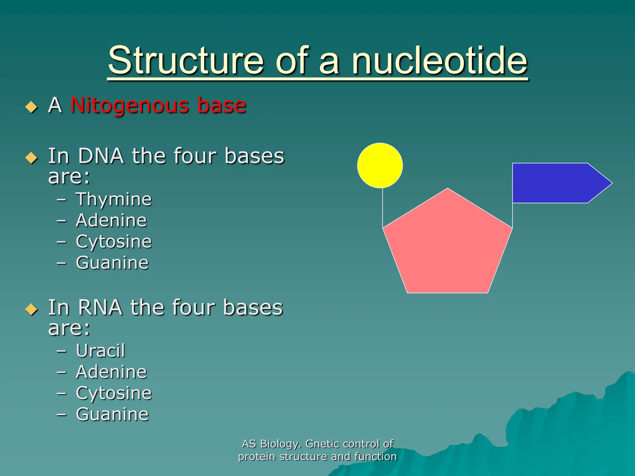 AS Biology. Gnetic control of
protein structure and function
Structure of a nucleotide
 A Nitogenous base
 In DNA the four bases
are:
– Thymine
– Adenine
– Cytosine
– Guanine
 In RNA the four bases
are:
– Uracil
– Adenine
– Cytosine
– Guanine
 