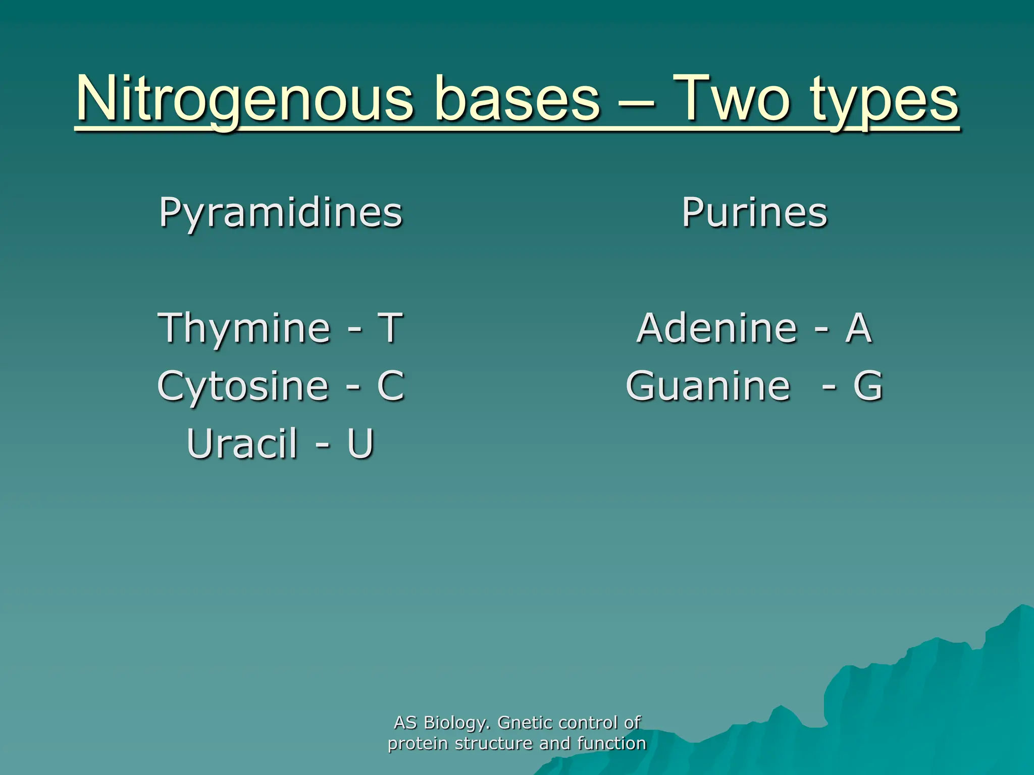 AS Biology. Gnetic control of
protein structure and function
Nitrogenous bases – Two types
Pyramidines
Thymine - T
Cytosine - C
Uracil - U
Purines
Adenine - A
Guanine - G
 