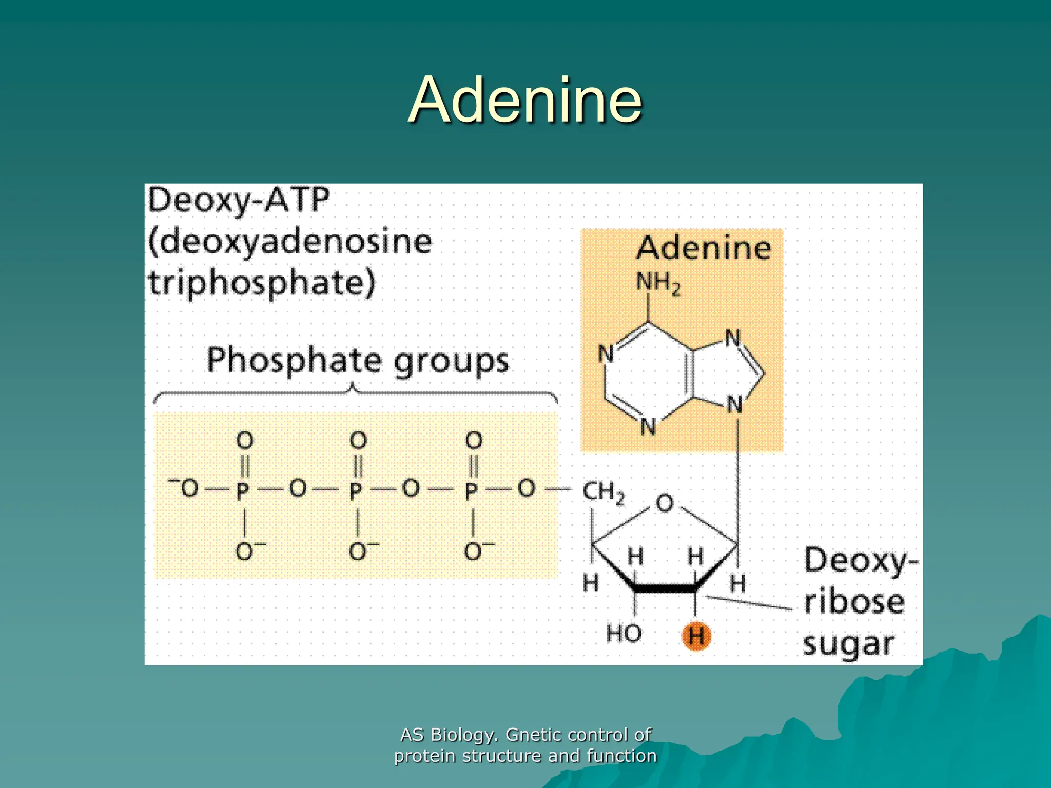 AS Biology. Gnetic control of
protein structure and function
Adenine
 