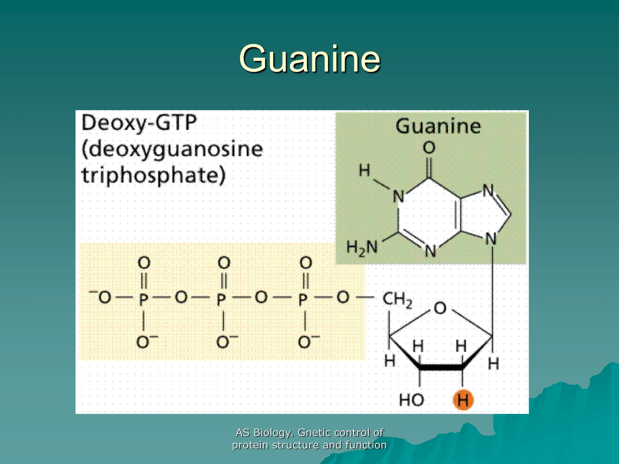 AS Biology. Gnetic control of
protein structure and function
Guanine
 