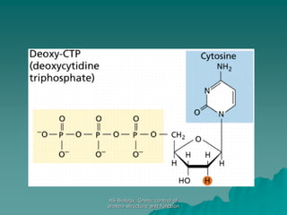 AS Biology. Gnetic control of
protein structure and function
 