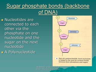 AS Biology. Gnetic control of
protein structure and function
Sugar phosphate bonds (backbone
of DNA)
 Nucleotides are
connected to each
other via the
phosphate on one
nucleotide and the
sugar on the next
nucleotide
 A Polynucleotide
 