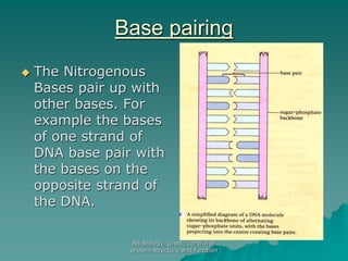 AS Biology. Gnetic control of
protein structure and function
Base pairing
 The Nitrogenous
Bases pair up with
other bases. For
example the bases
of one strand of
DNA base pair with
the bases on the
opposite strand of
the DNA.
 