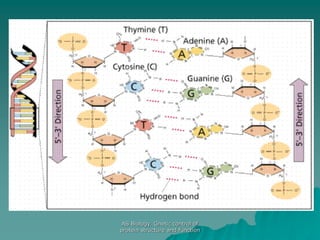 AS Biology. Gnetic control of
protein structure and function
 