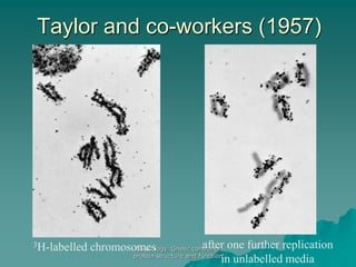 AS Biology. Gnetic control of
protein structure and function
Taylor and co-workers (1957)
3H-labelled chromosomes after one further replication
in unlabelled media
 