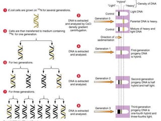 AS Biology. Gnetic control of
protein structure and function
 
