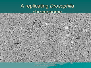 AS Biology. Gnetic control of
protein structure and function
A replicating Drosophila
chromosome
 