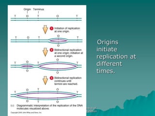 AS Biology. Gnetic control of
protein structure and function
Origins
initiate
replication at
different
times.
 