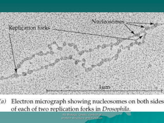 AS Biology. Gnetic control of
protein structure and function
 
