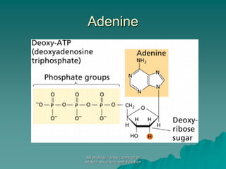 AS Biology. Gnetic control of
protein structure and function
Adenine
 