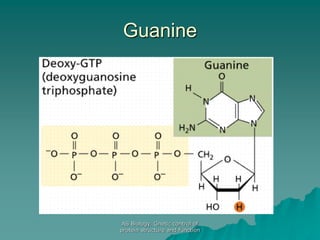 AS Biology. Gnetic control of
protein structure and function
Guanine
 
