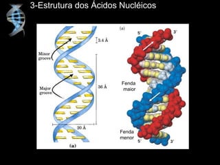 3-Estrutura dos Ácidos Nucléicos
Fenda
maior
Fenda
menor
 