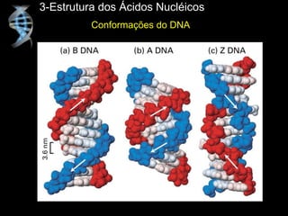 3-Estrutura dos Ácidos Nucléicos
Conformações do DNA
 