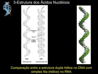 3-Estrutura dos Ácidos Nucléicos
Comparação entre a estrutura dupla hélice no DNA com
simples fita (hélice) no RNA
 