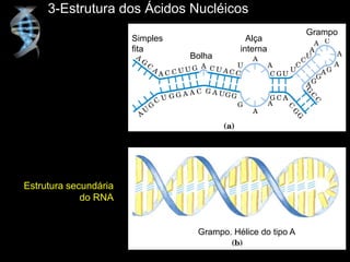3-Estrutura dos Ácidos Nucléicos
Estrutura secundária
do RNA
Simples
fita
Bolha
Alça
interna
Grampo
Grampo. Hélice do tipo A
 