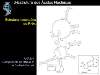 3-Estrutura dos Ácidos Nucléicos
Estrutura secundária
do RNA.
RNA M1
Componente da RNase P
de Escherichia coli
 
