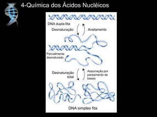 4-Química dos Ácidos Nucléicos
DNA dupla-fita
Desnaturação Anelamento
Parcialmente
desnaturado
Desnaturação
total
Associação por
pareamento de
bases
DNA simples fita
 