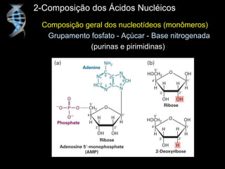 Composição geral dos nucleotídeos (monômeros)
Grupamento fosfato - Açúcar - Base nitrogenada
(purinas e pirimidinas)
2-Composição dos Ácidos Nucléicos
 